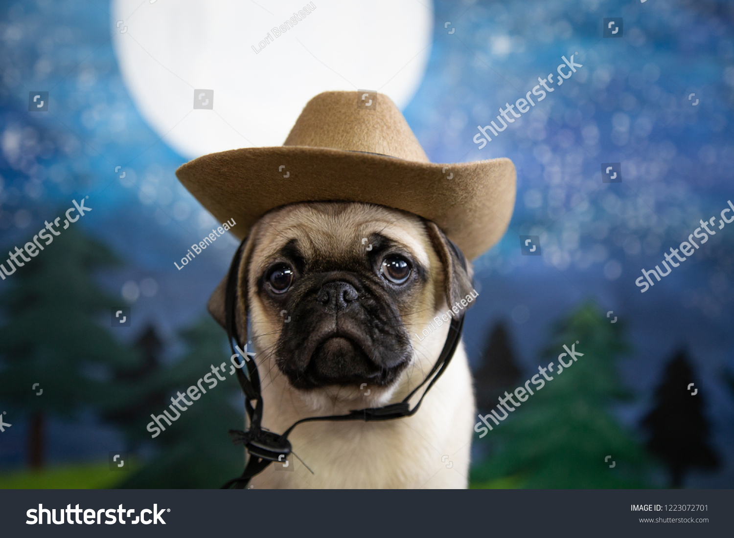 pugs cowboy hats