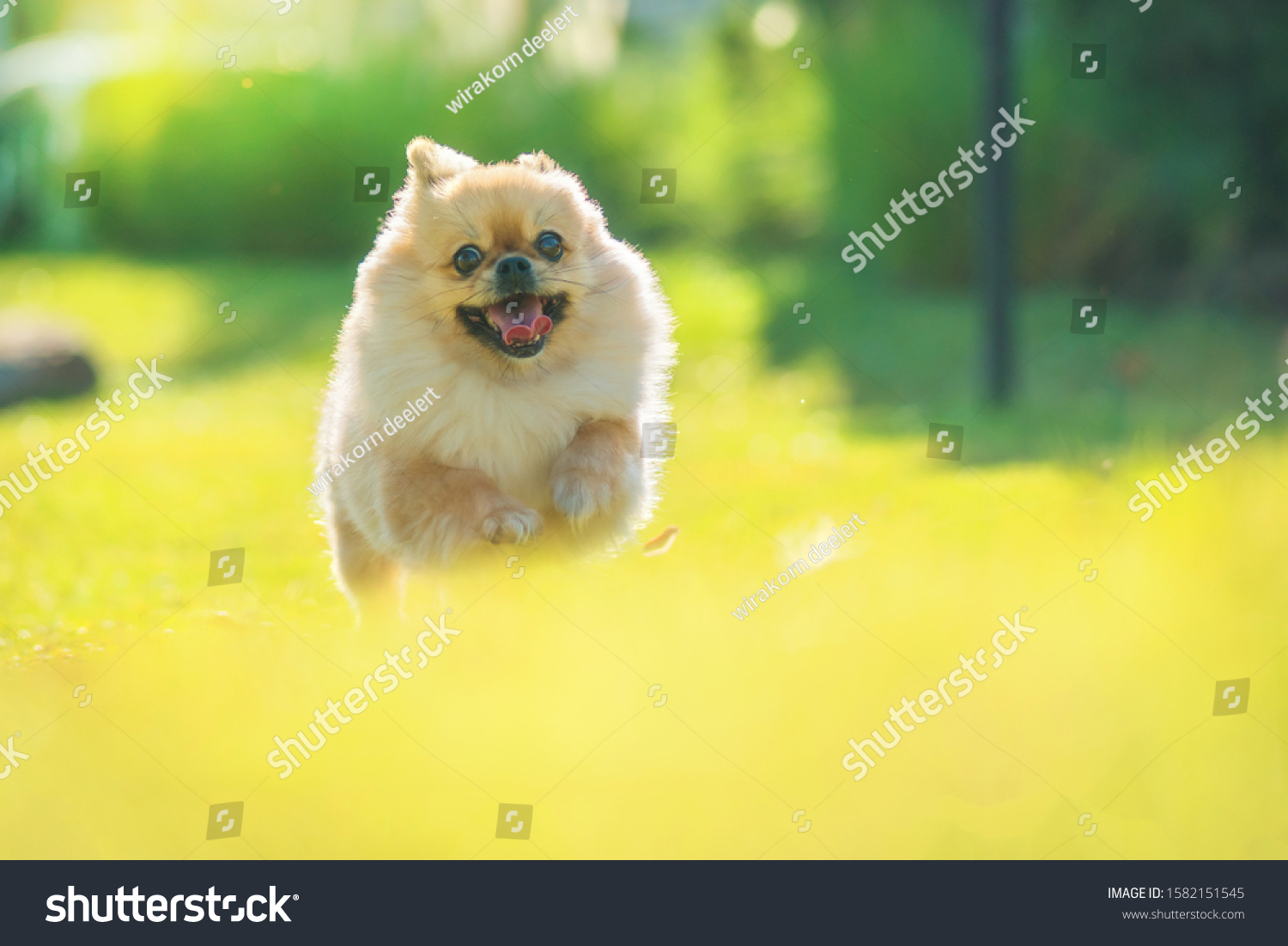 pomeranian mixed with pekingese