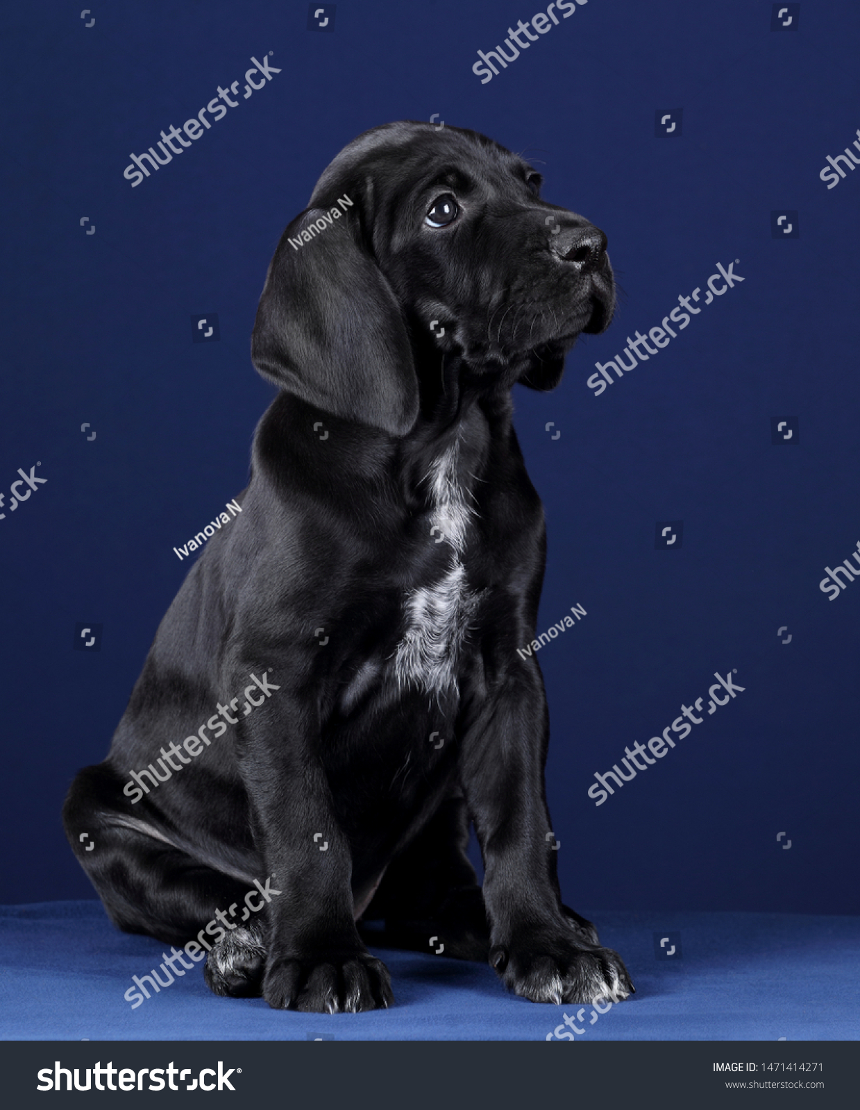 Cute Puppy German Shorthaired Pointer On Stock Photo Edit Now