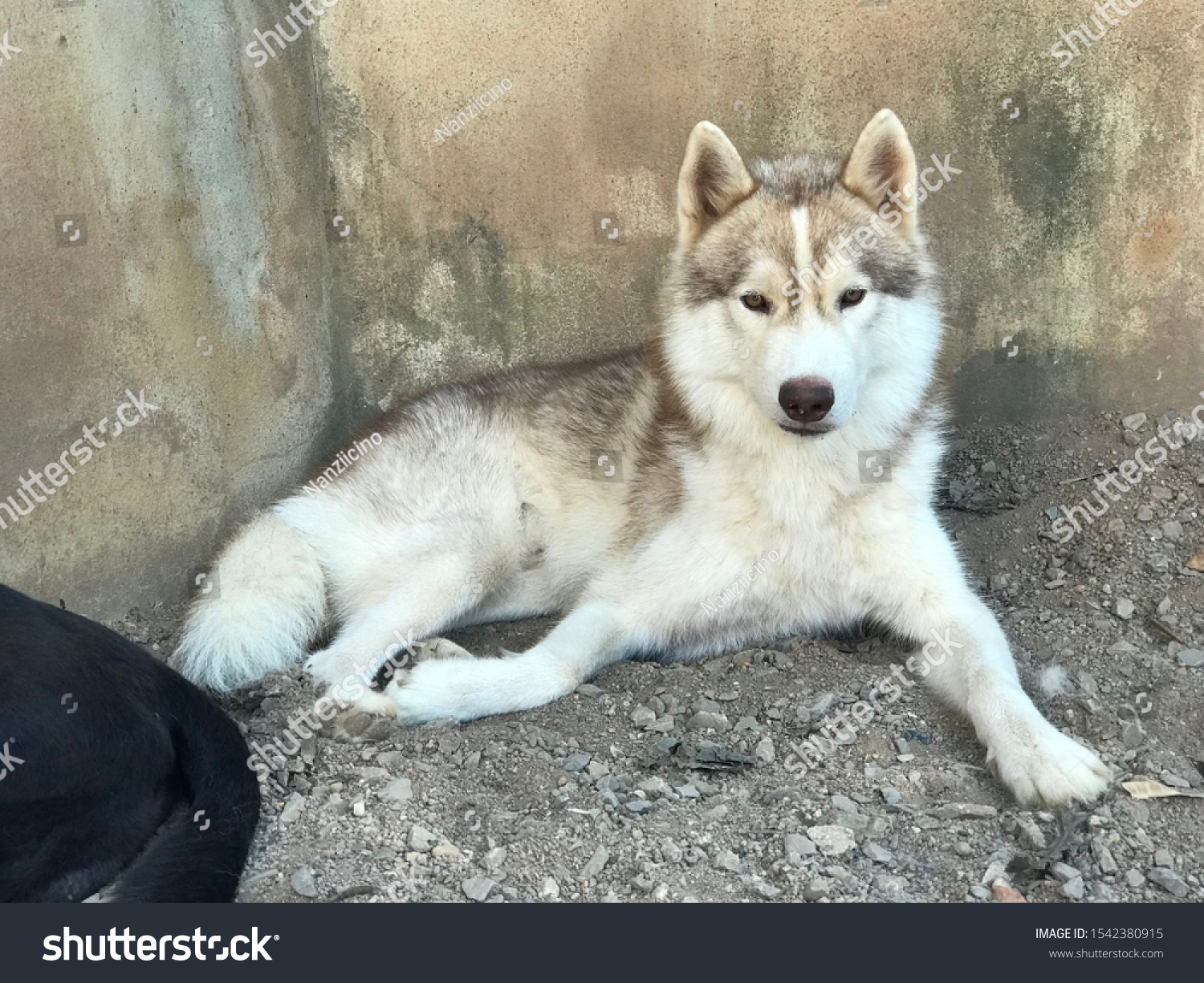 Cute Puppy Siberian Husky Baby Girl Photo De Stock Modifiable