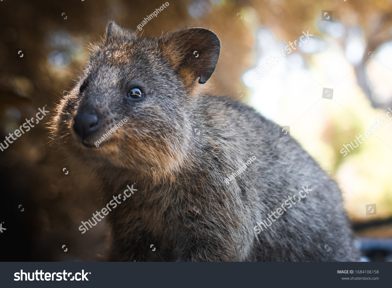 Cute Quokka Portrait Rottnest Island Happiest Stock Photo 1684106158 ...