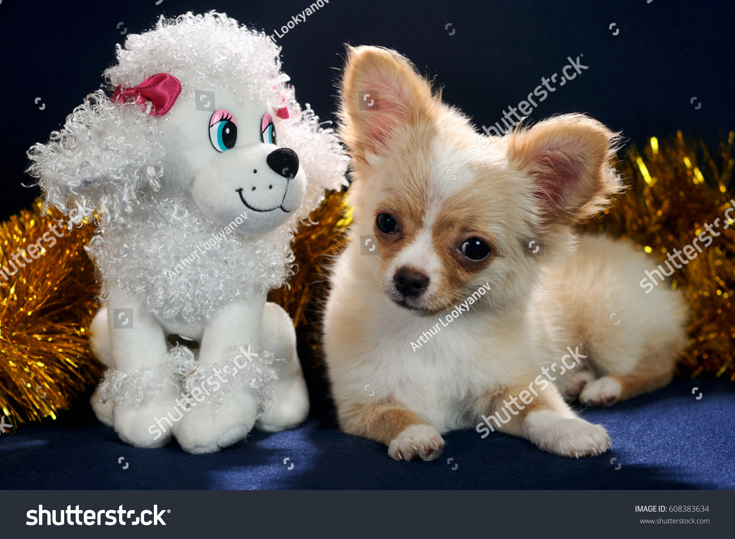 Cute Red Longhaired Chihuahua Puppy Funny Stock Image