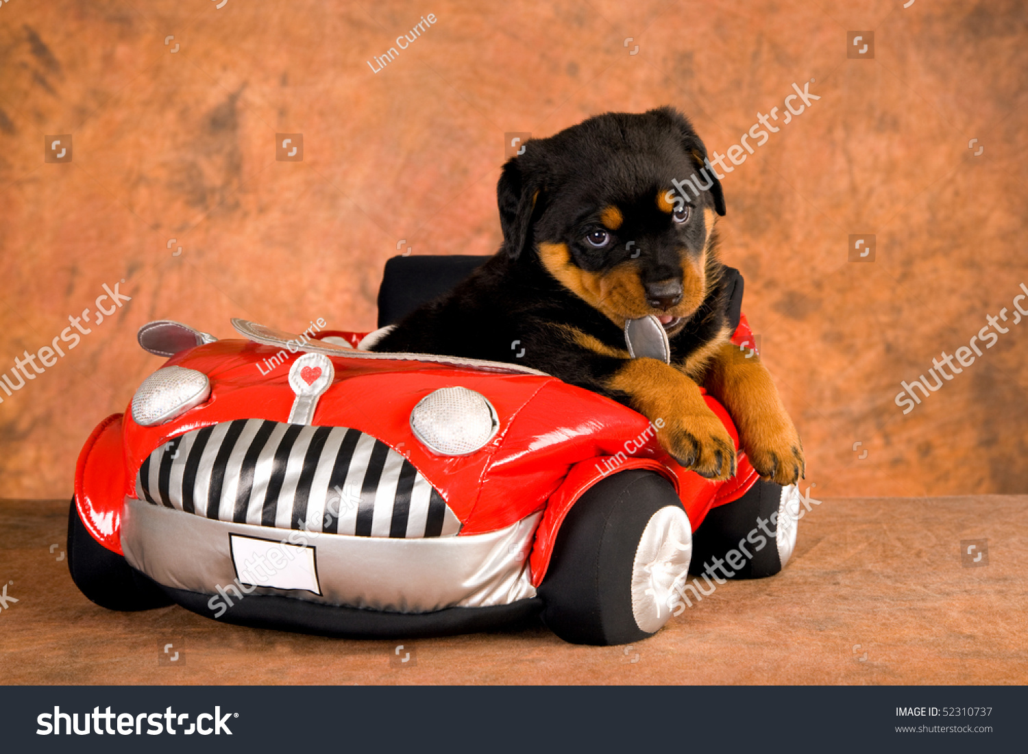 rottweiler in car rottweiler puppy car stock photo 52310737 rottweiler in car rottweiler puppy car stock photo 52310737