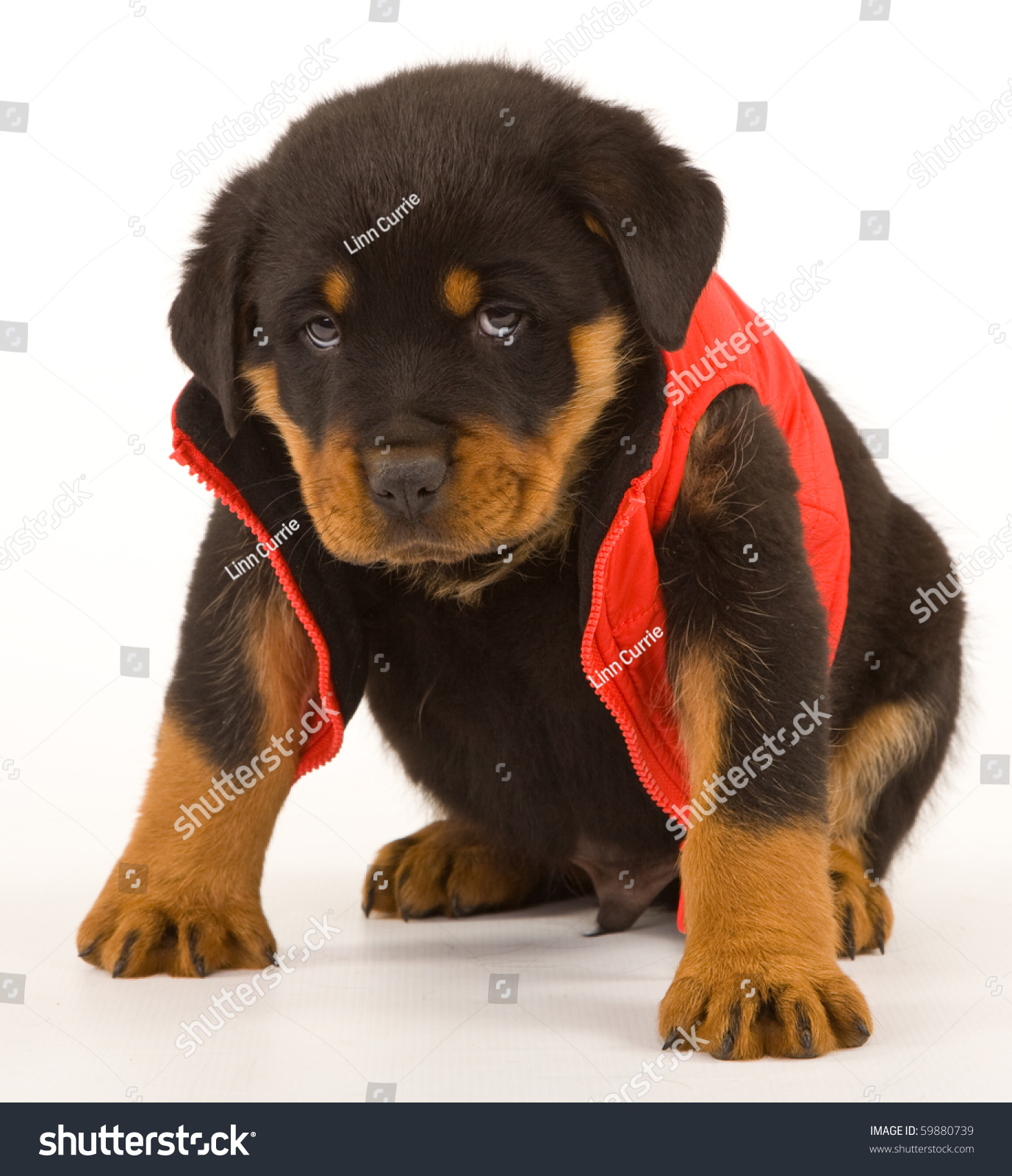Cute Rottweiler Puppy Sitting On White Stock Photo Edit Now 59880739