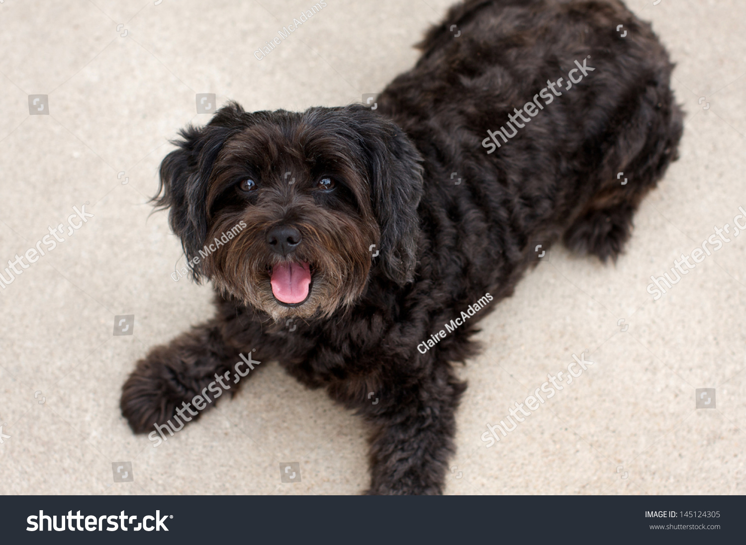 Cute Schnoodle Schnauzer Poodle Mix Stock Photo 145124305 - Shutterstock