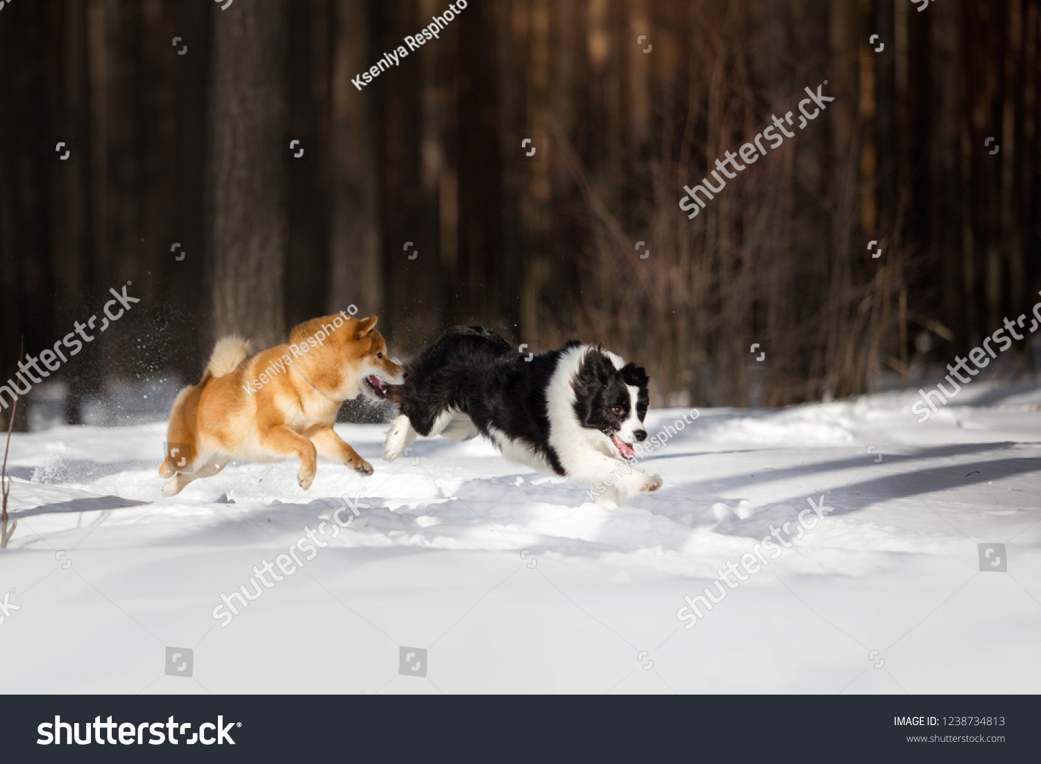 shiba inu border collie