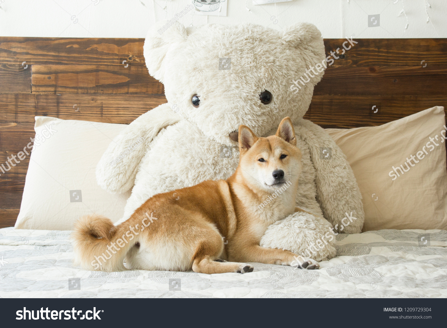 shiba teddy bear