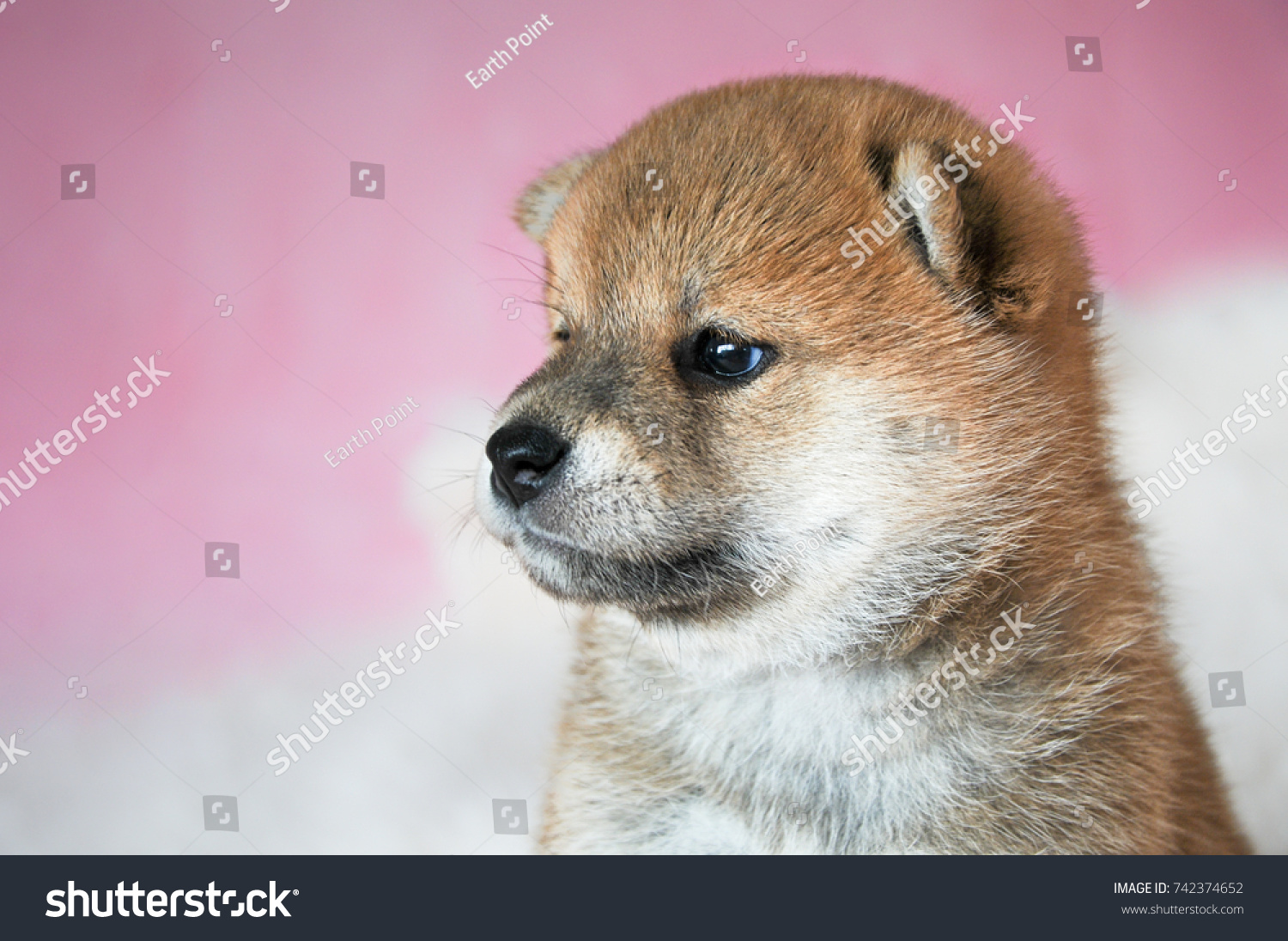 Cute Shiba Inu Puppy Stock Photo Edit Now