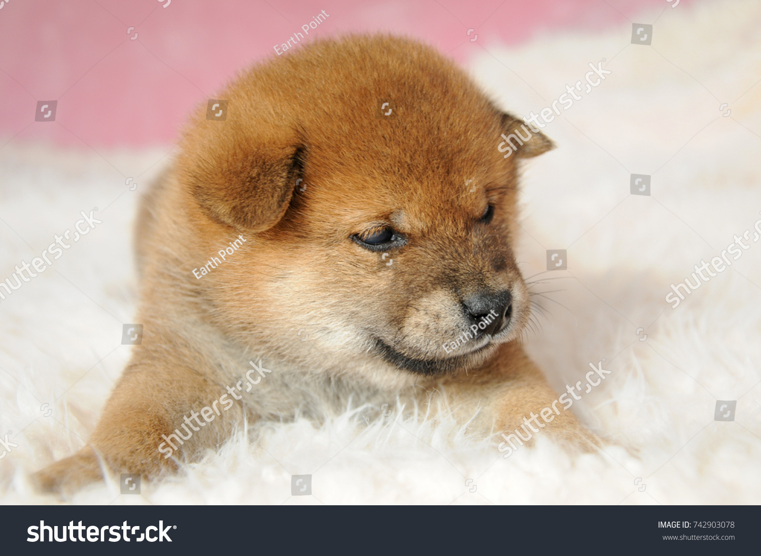 Cute Shiba Inu Puppy Stock Photo Edit Now