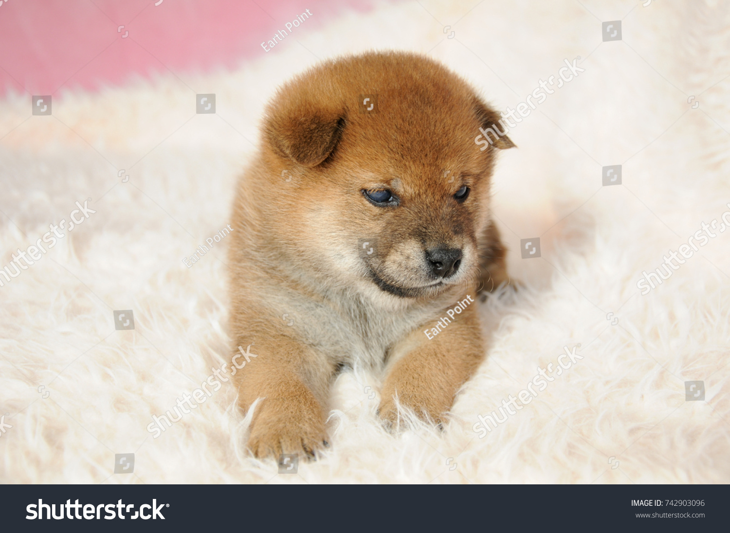 Cute Shiba Inu Puppy Stock Photo Edit Now