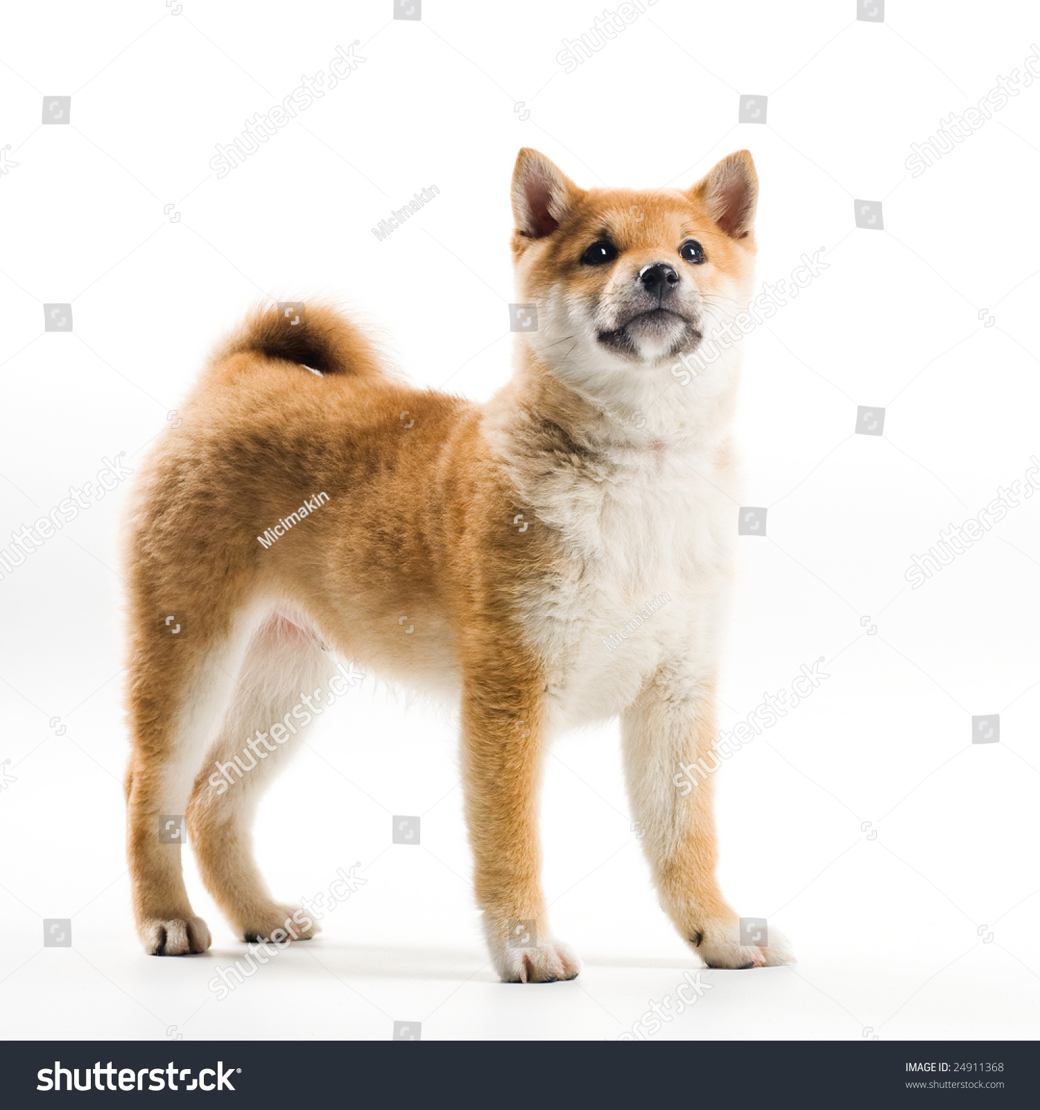 Cute Shiba Inu Puppy On White Stock Photo Edit Now