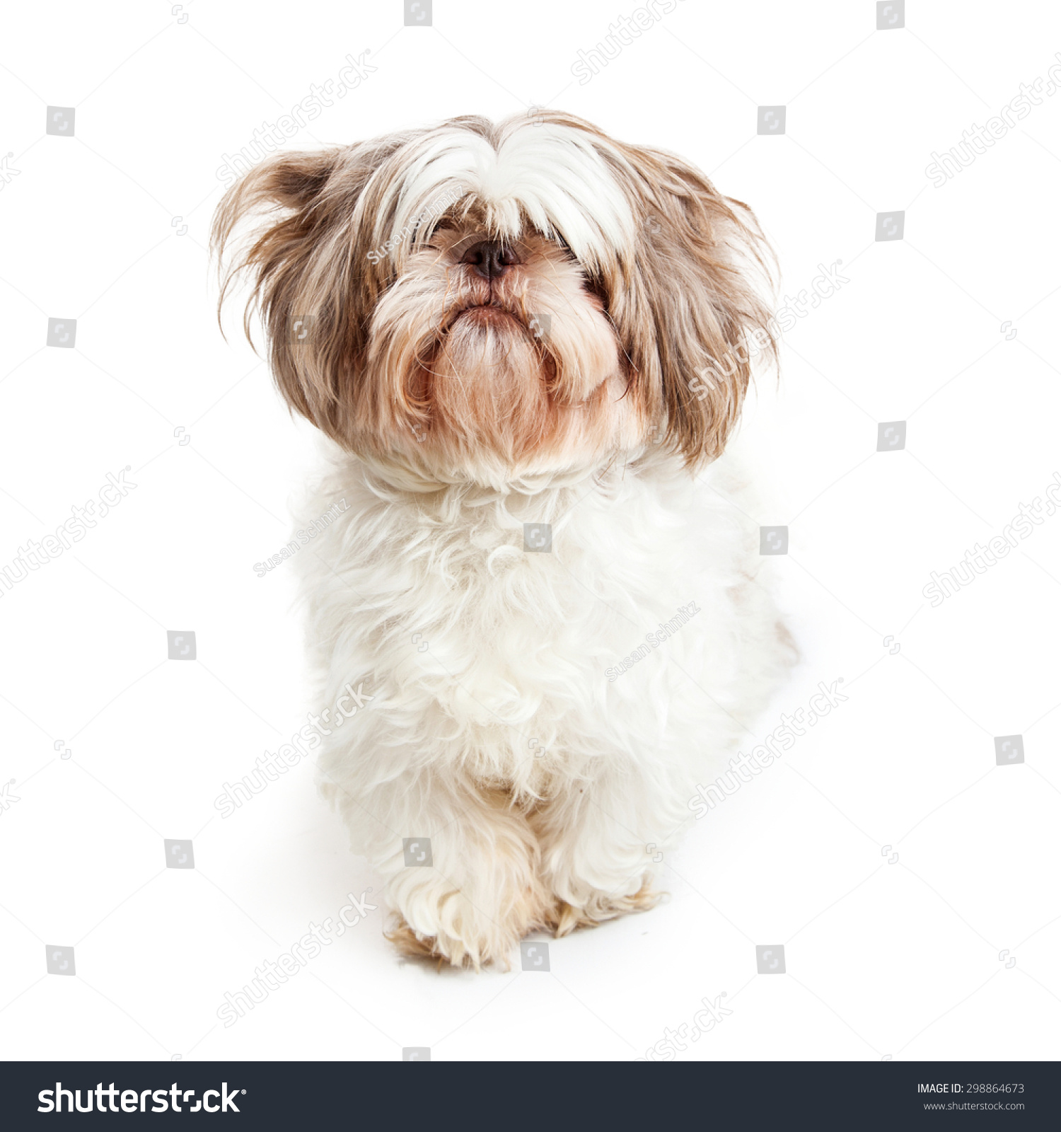 Shih tzu hair is hanging in its eyes