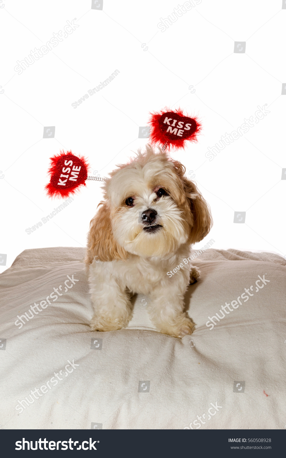 Cute Shih Tzu Puppy Valentine Hat Stock Photo Edit Now 560508928