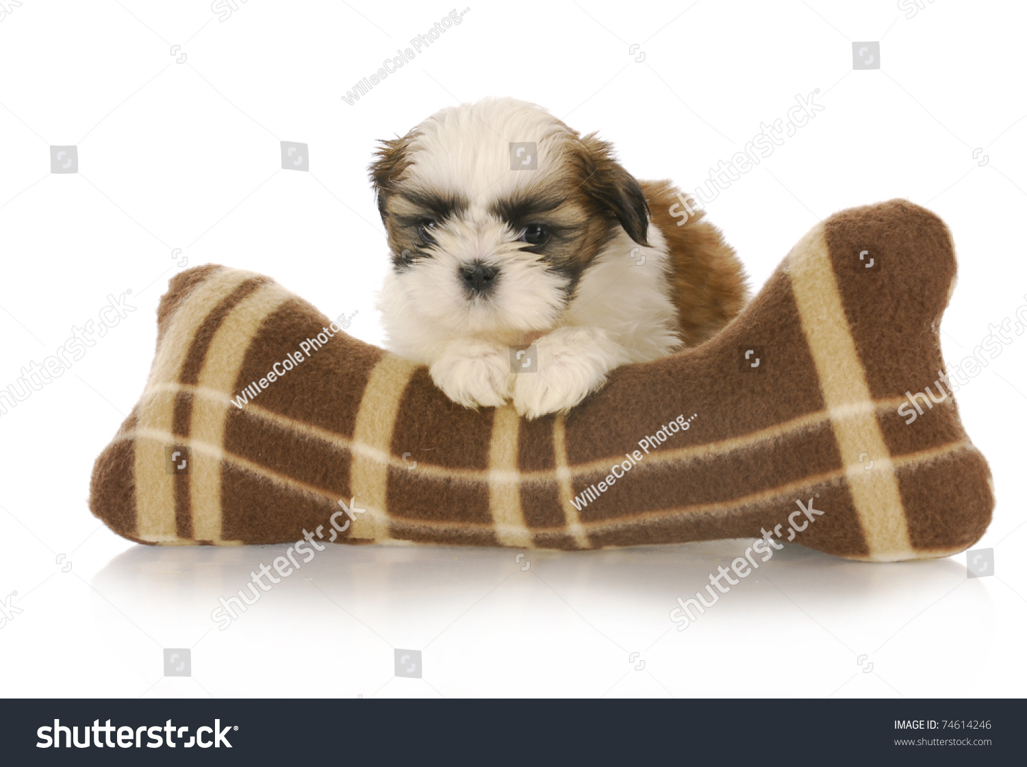 white shih tzu stuffed animal