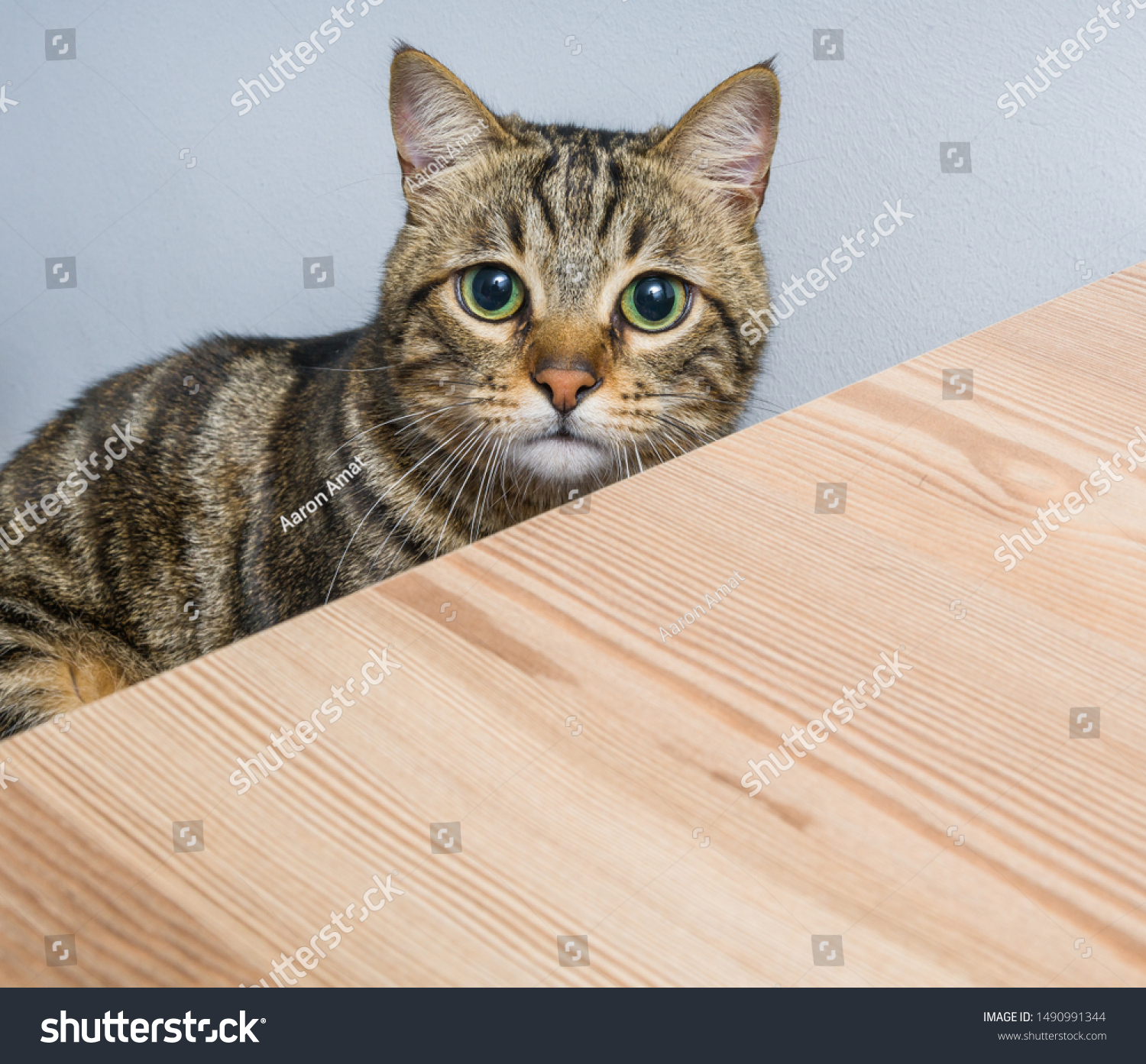 Cute Short Hair Cat Looking Curious Stock Photo Edit Now 1490991344