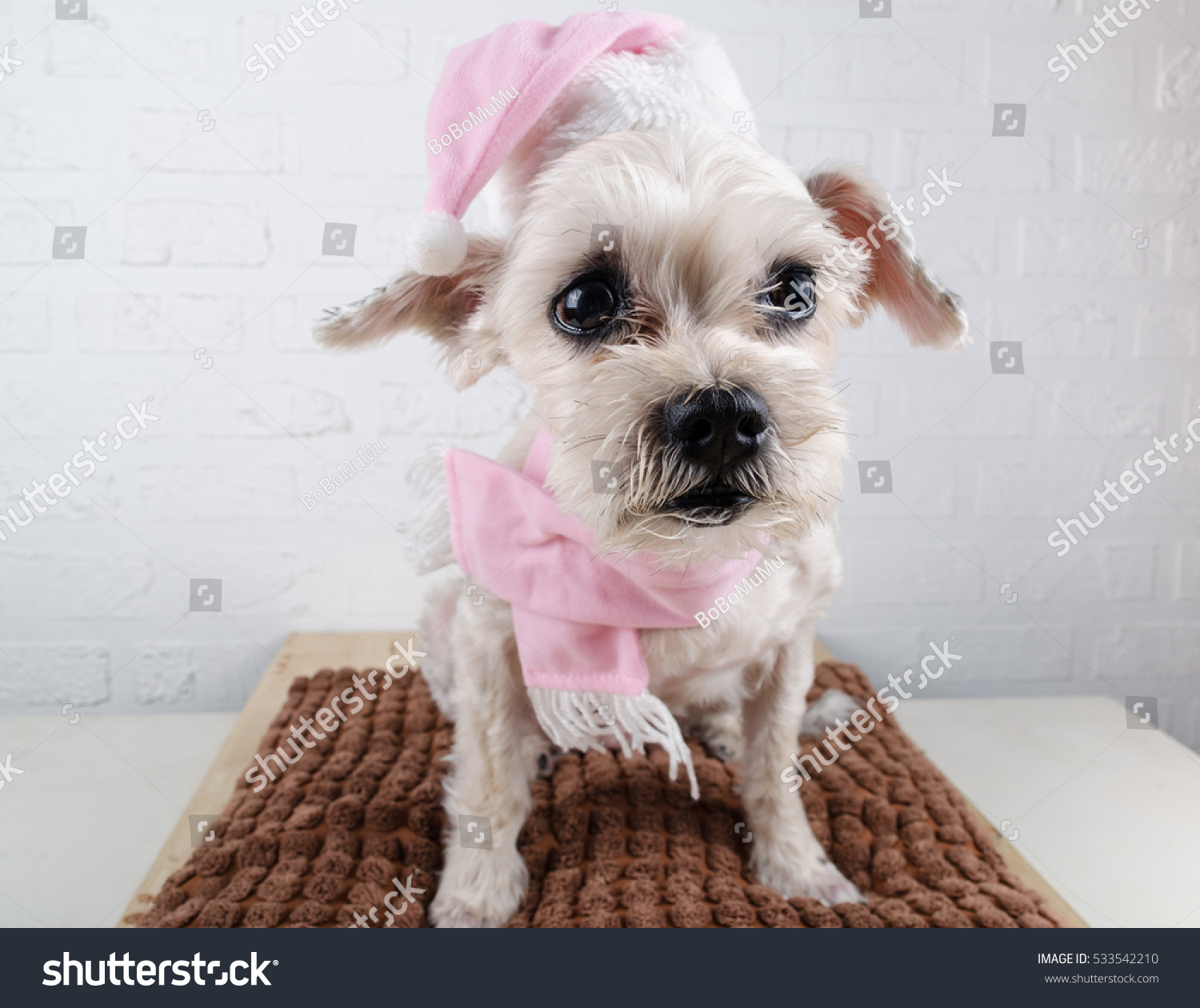 Cute Short Hair Mixed Breed Puppy Stock Photo Edit Now 533542210