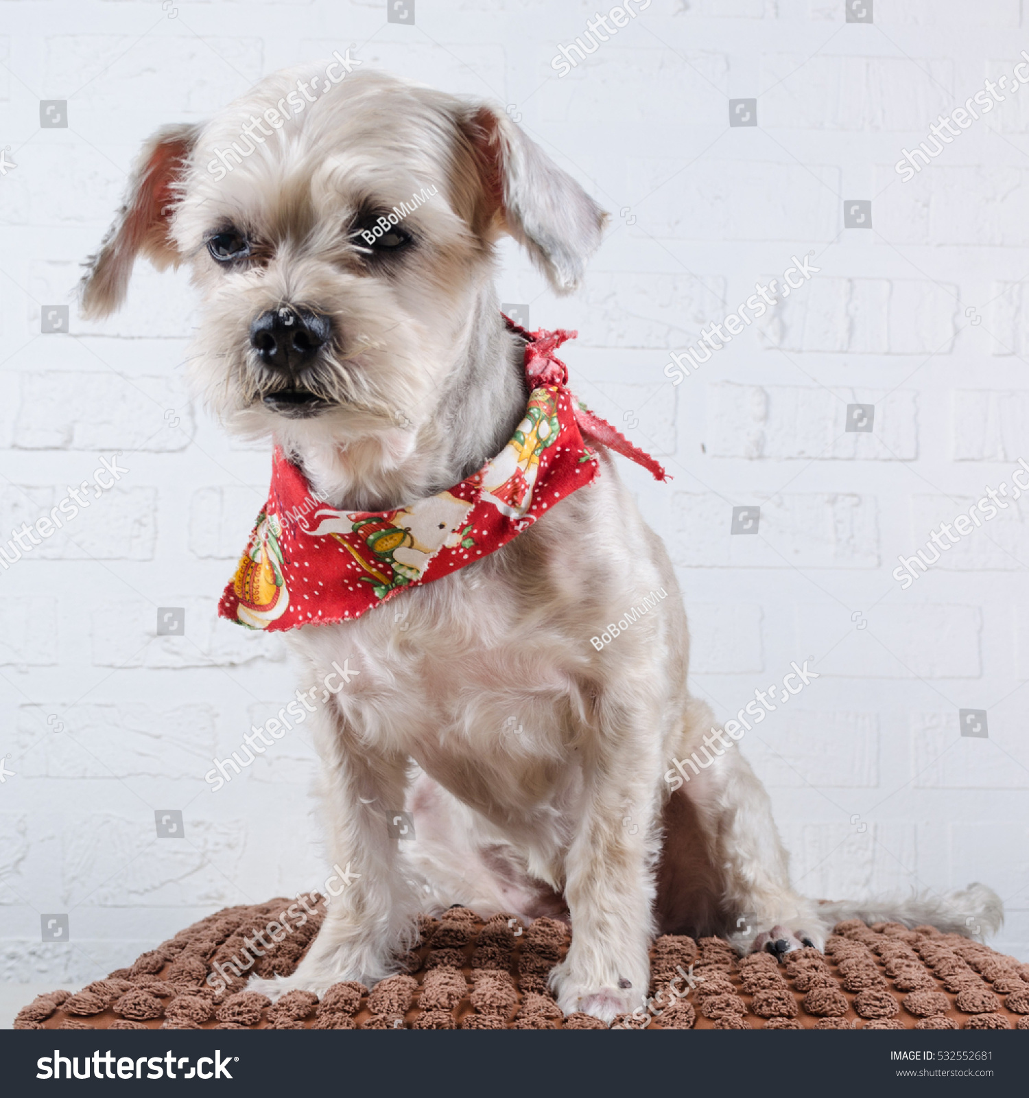 Cute Short Hair Mixed Breed Puppy Stock Photo Edit Now 532552681