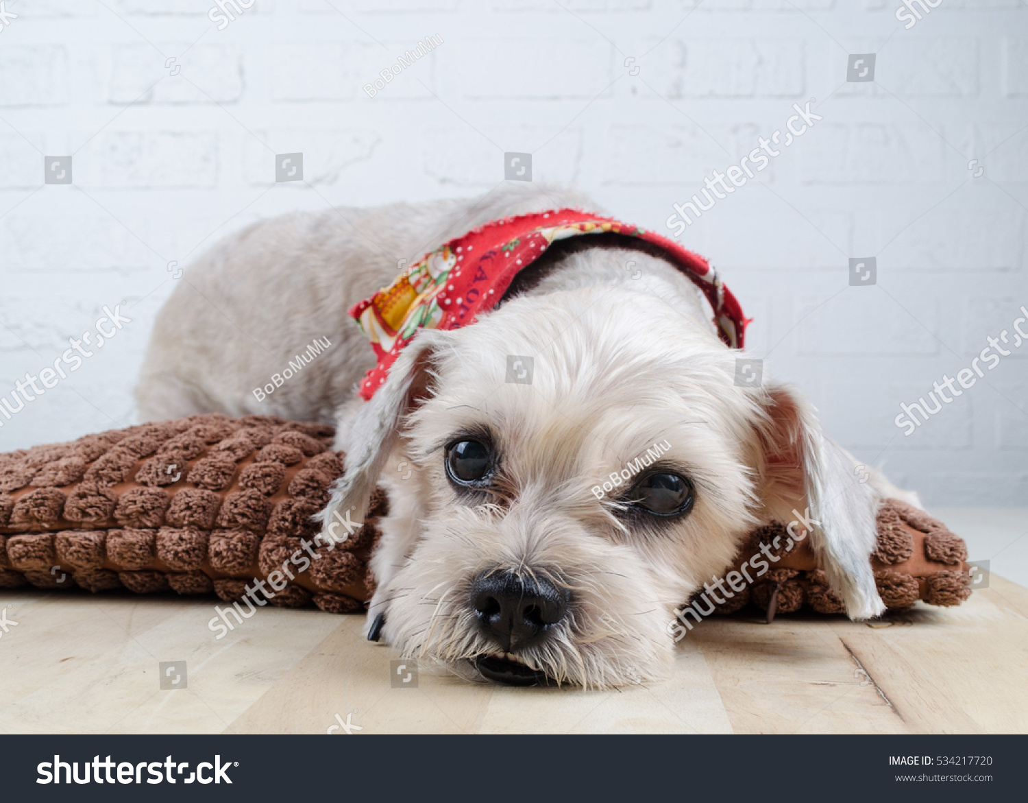 Cute Short Hair Mixed Breed Puppy Stock Photo Edit Now 534217720