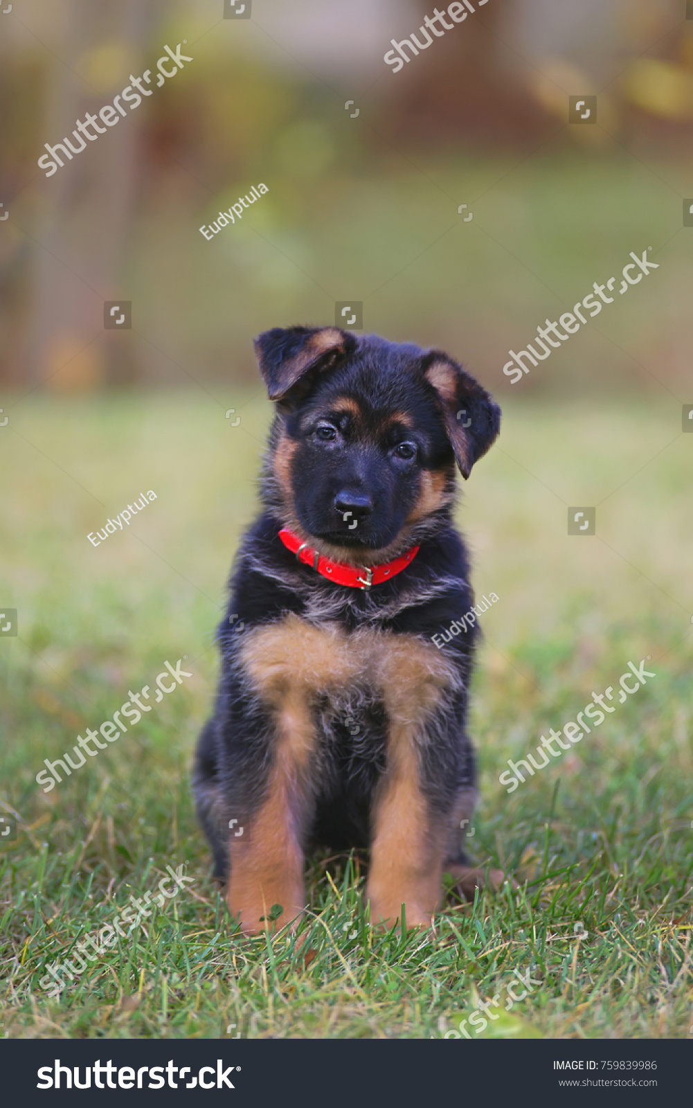 Cute Shorthaired German Shepherd Puppy Wearing Stock Photo Edit Now 759839986