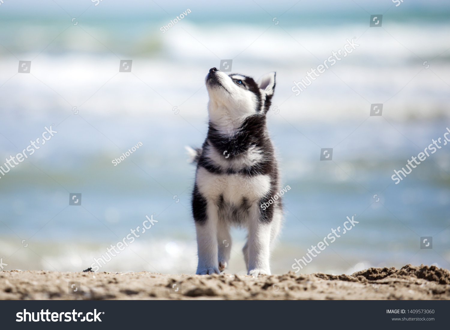 かわいいシベリアン ハスキーの子犬 の写真素材 今すぐ編集