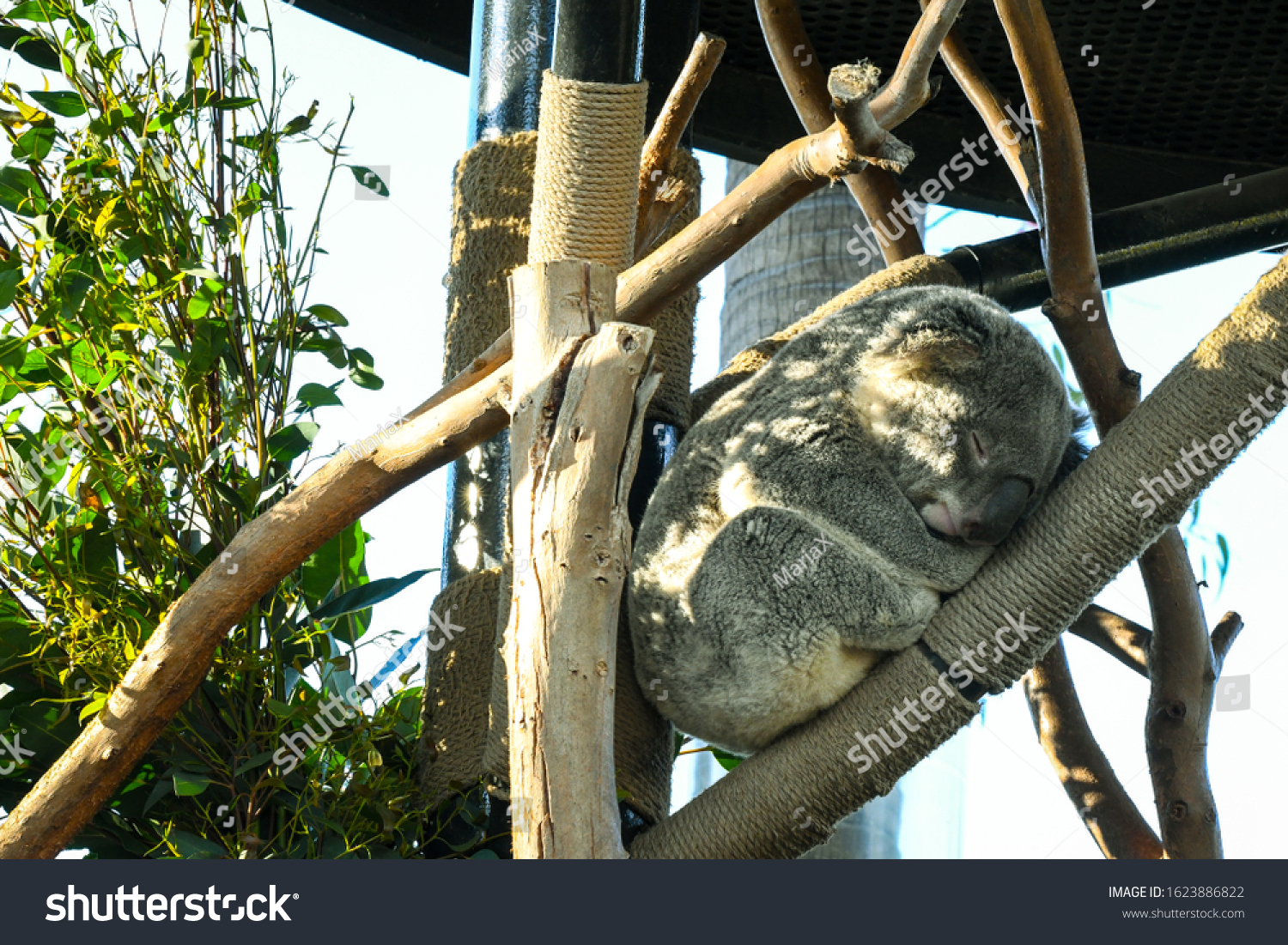 Funny Cute Fluffy Koala Sleeping On A Eucalyptus Tree Branch Stock Photo Picture And Royalty Free Image Image 63868360