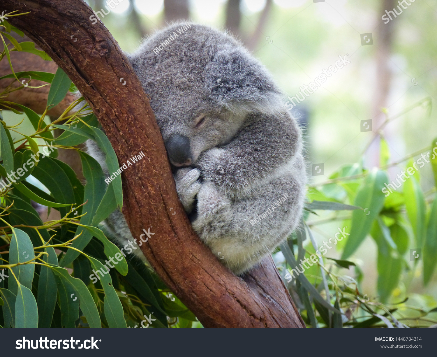 Cute Sleeping Baby Koala Bear Queensland Stock Photo Edit Now