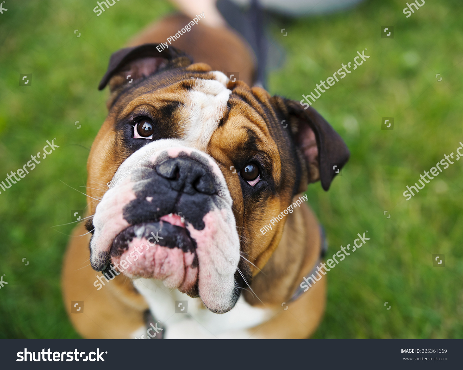 Cute Slobbery Dog Stock Photo Edit Now