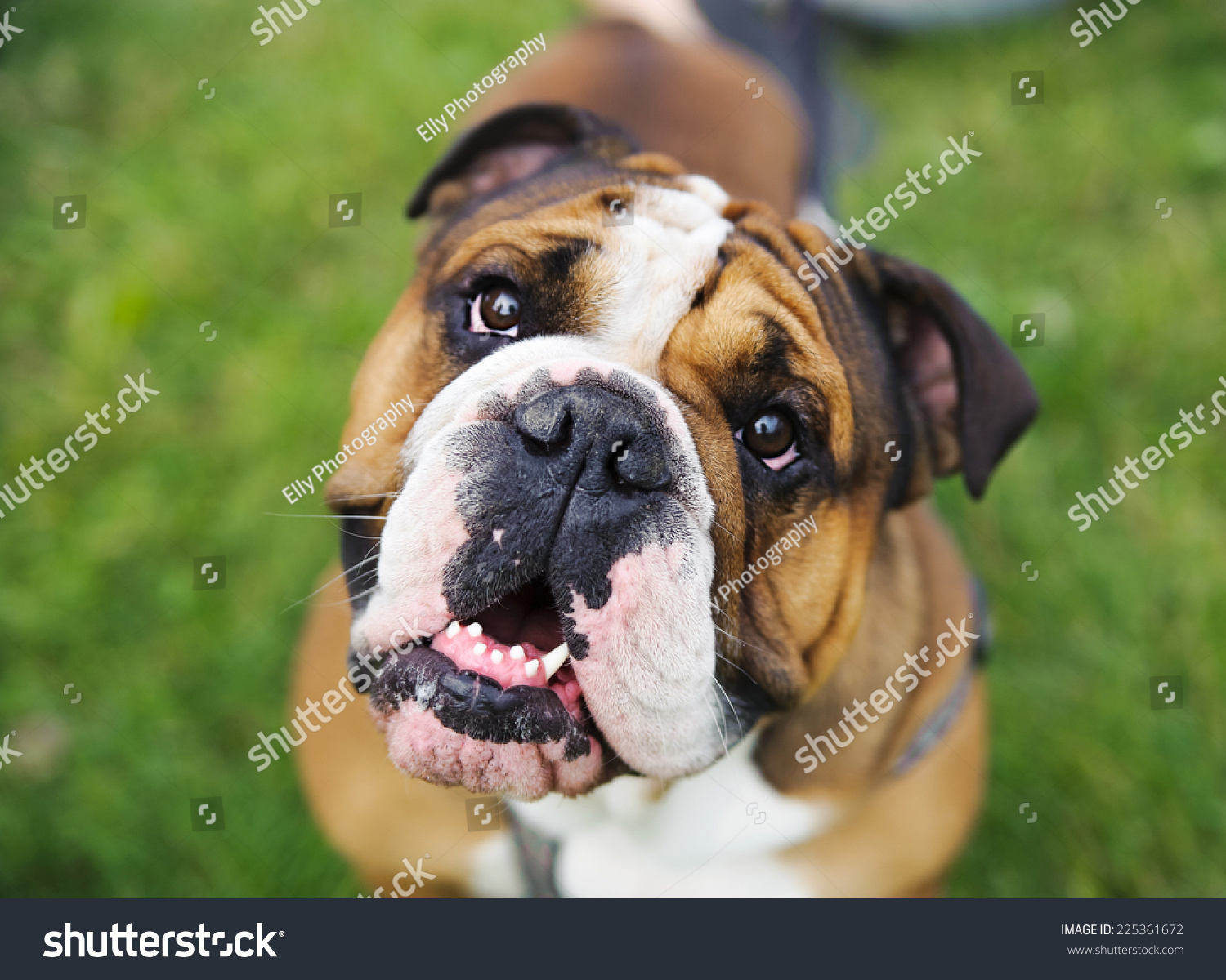 Cute Slobbery Dog Stock Photo Edit Now