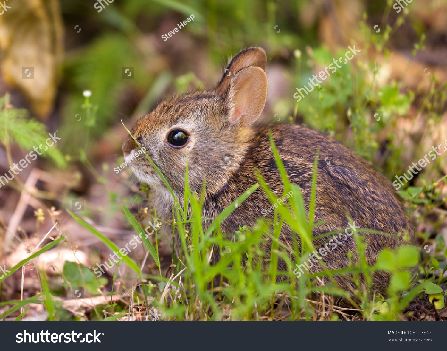 Cute Small Baby Rabbit On Forest Stock Photo Edit Now