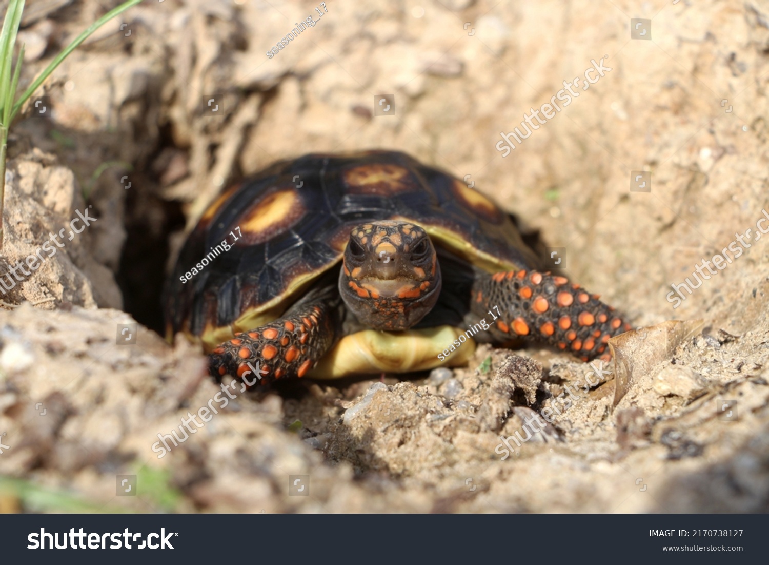 Cute Small Baby Redfoot Tortoise Naturethe Stock Photo 2170738127 ...