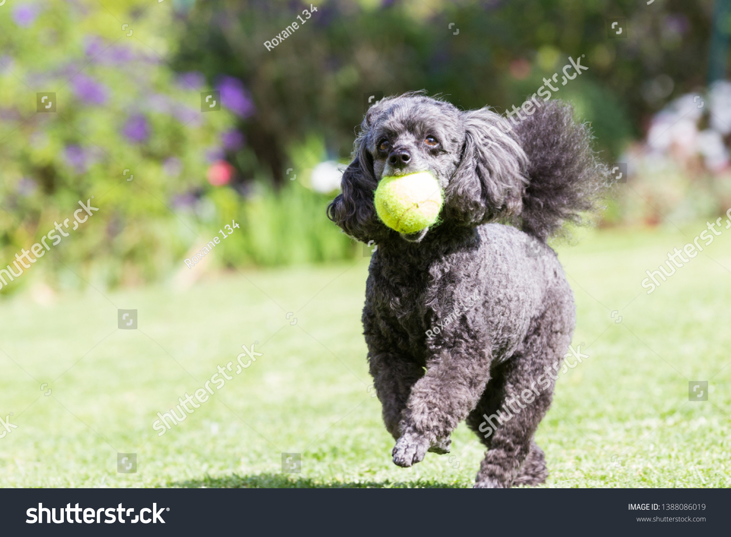 Cute Small Black Miniature Poodle Dog Stock Photo Edit Now 1388086019