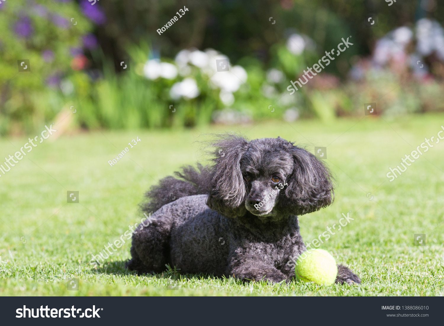 small black poodle