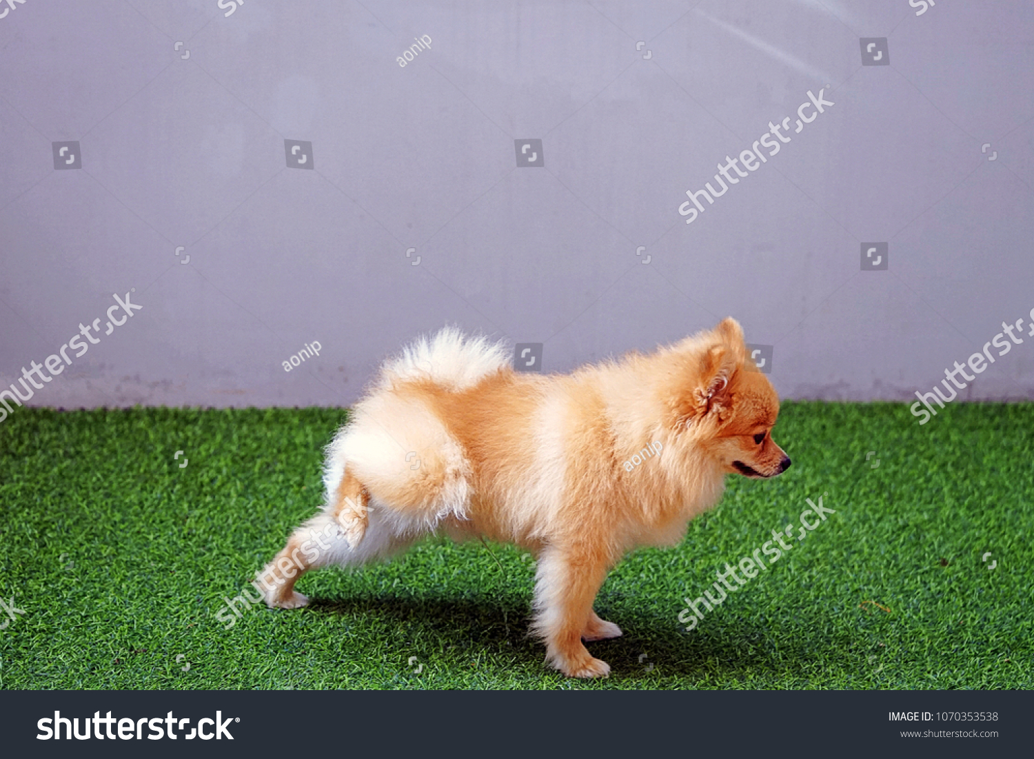 Three lesbians squirting Cute pomeranian pooping peeing