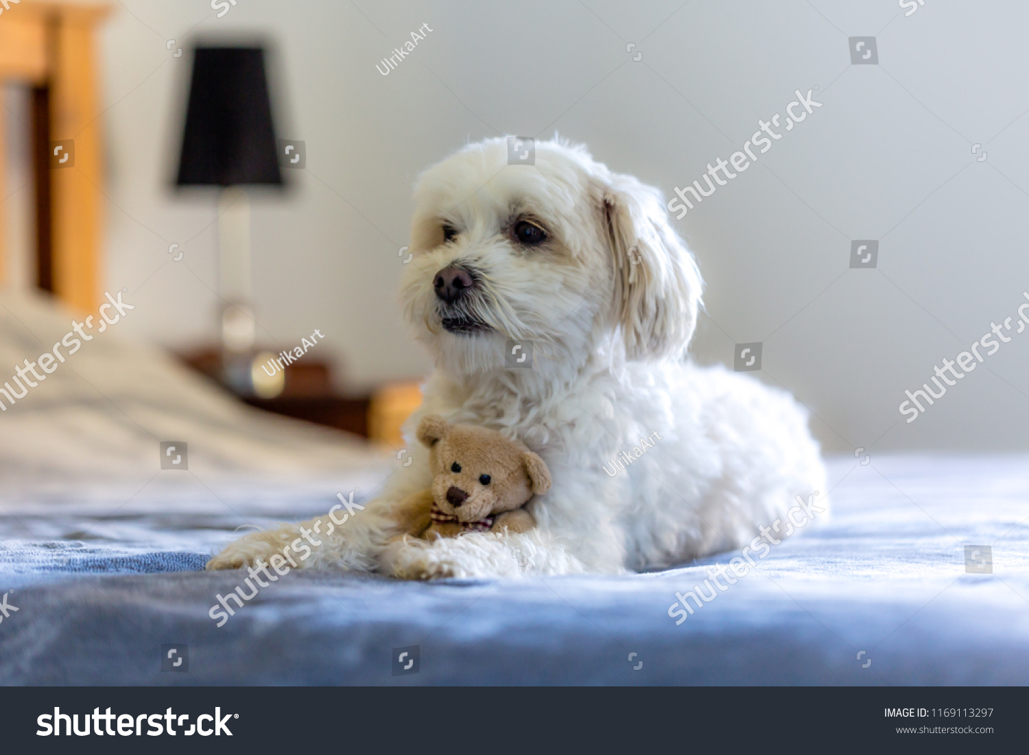 small white teddy bear dog