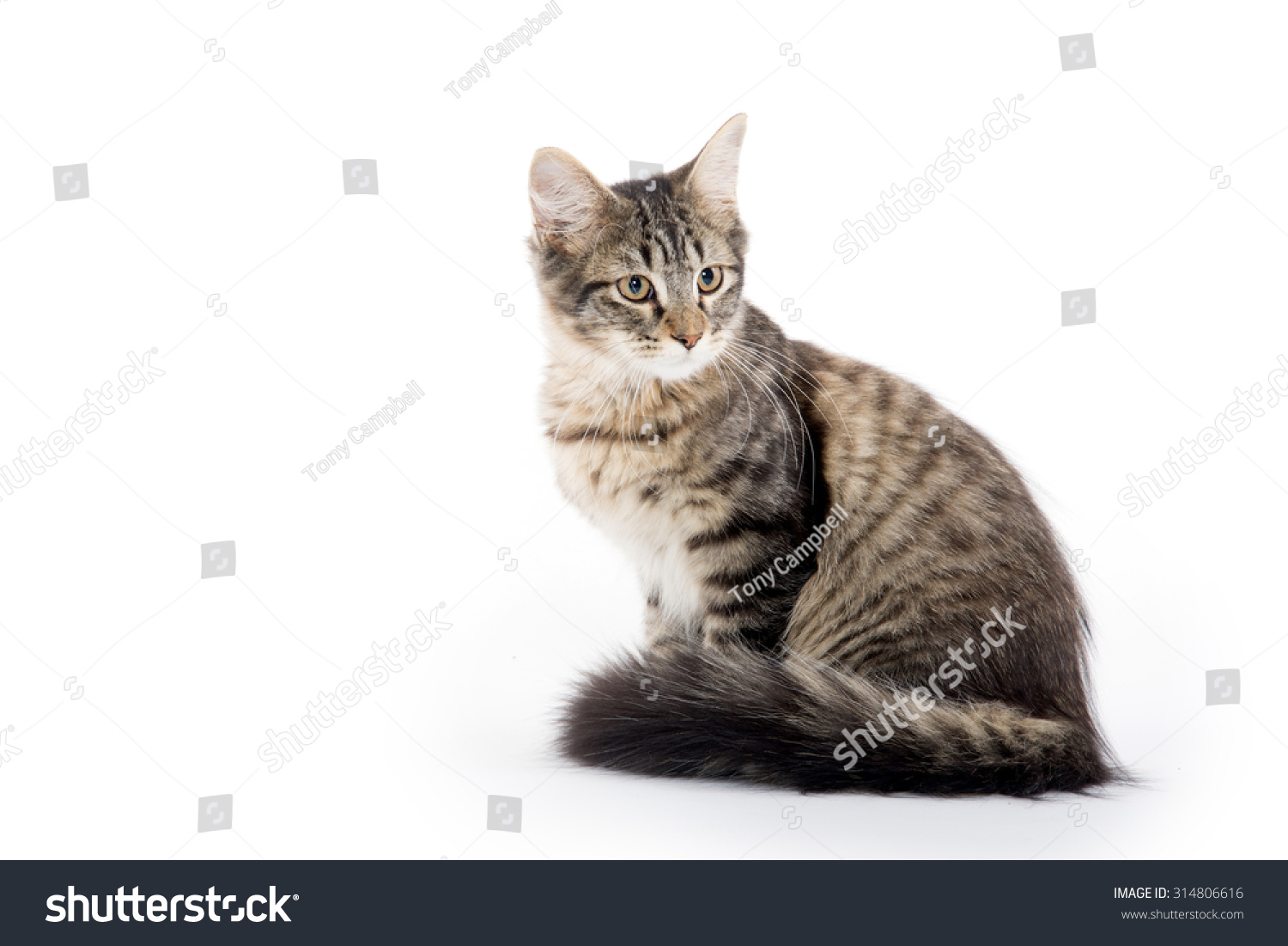 Cute Tabby Cat Long Fluffy Tail Stock Photo Edit Now 314806616