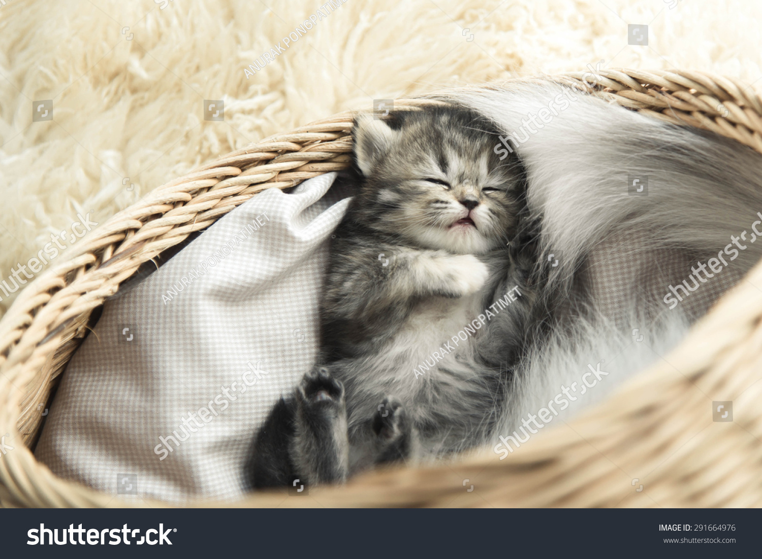 Cute Tabby Kitten Sleeping In A Basket Stock Photo 291664976 : Shutterstock