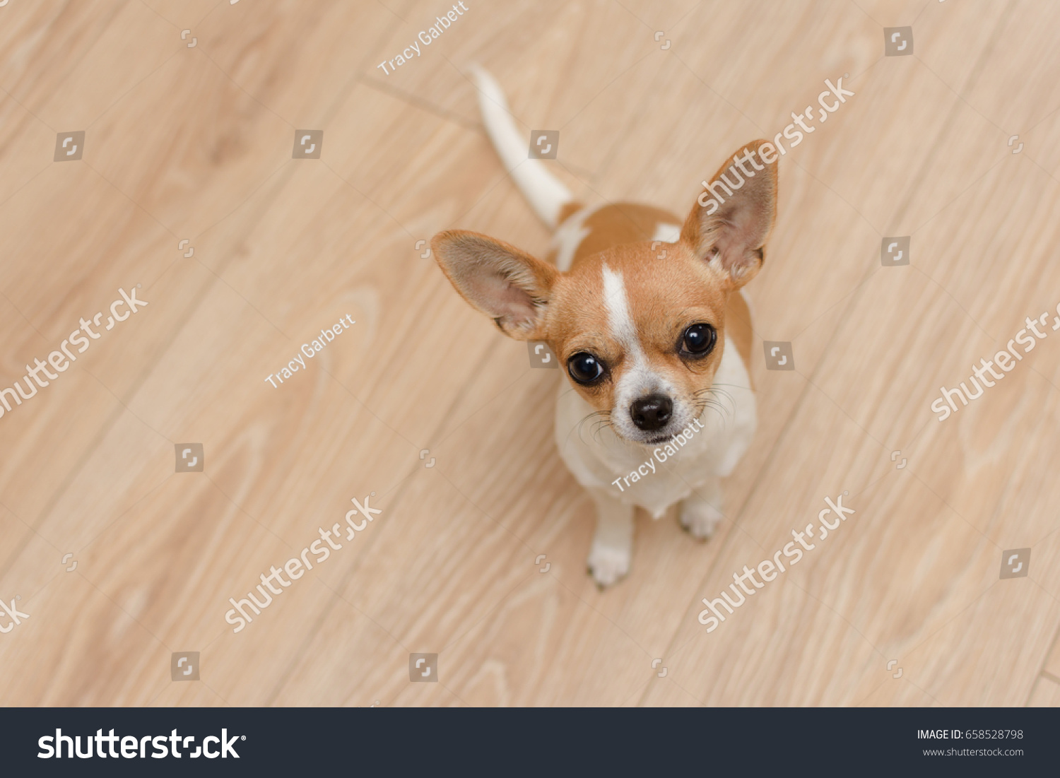 Cute Tan White Chihuahua Puppy Dog Stock Photo Edit Now 658528798