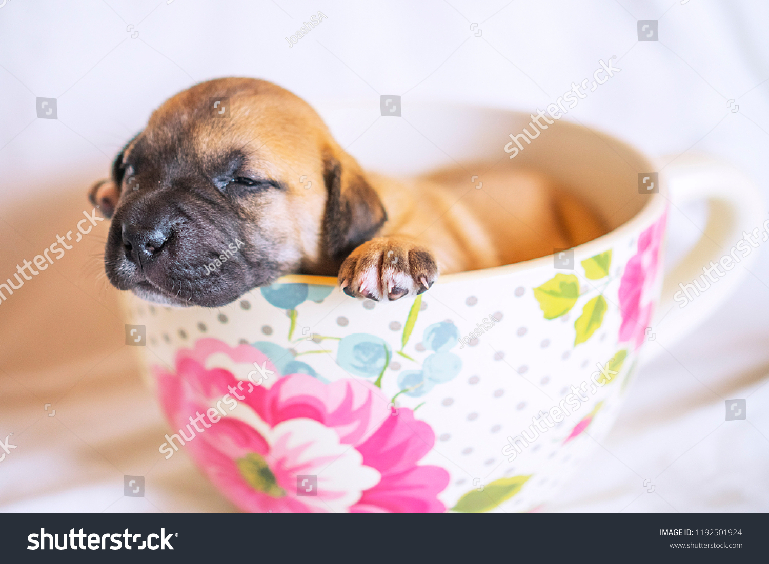 Cute Teacup Puppy Animals Wildlife Stock Image