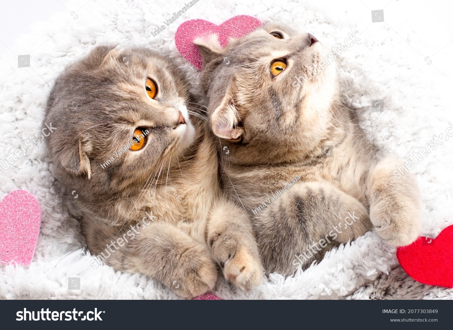 Coeur chat Le Chat