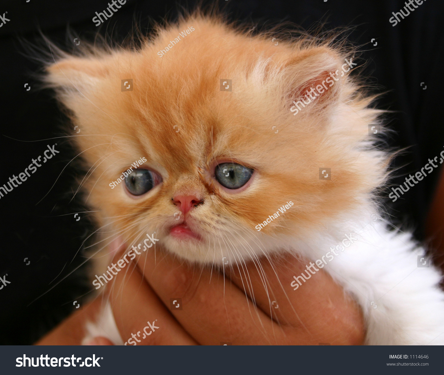 Cute Ugly Kitten Stock Photo (Edit Now) 1114646