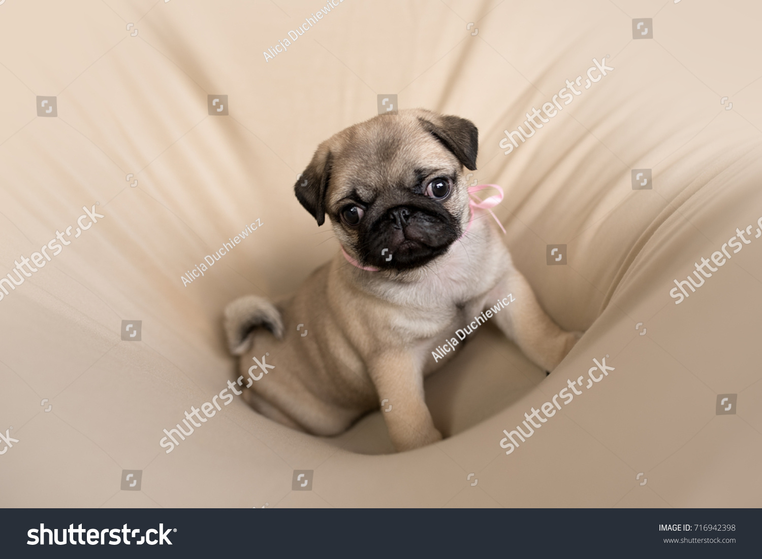 stock photo cute weeks old pug puppy dog is sitting soft beige creme background is surrounding subject 716942398