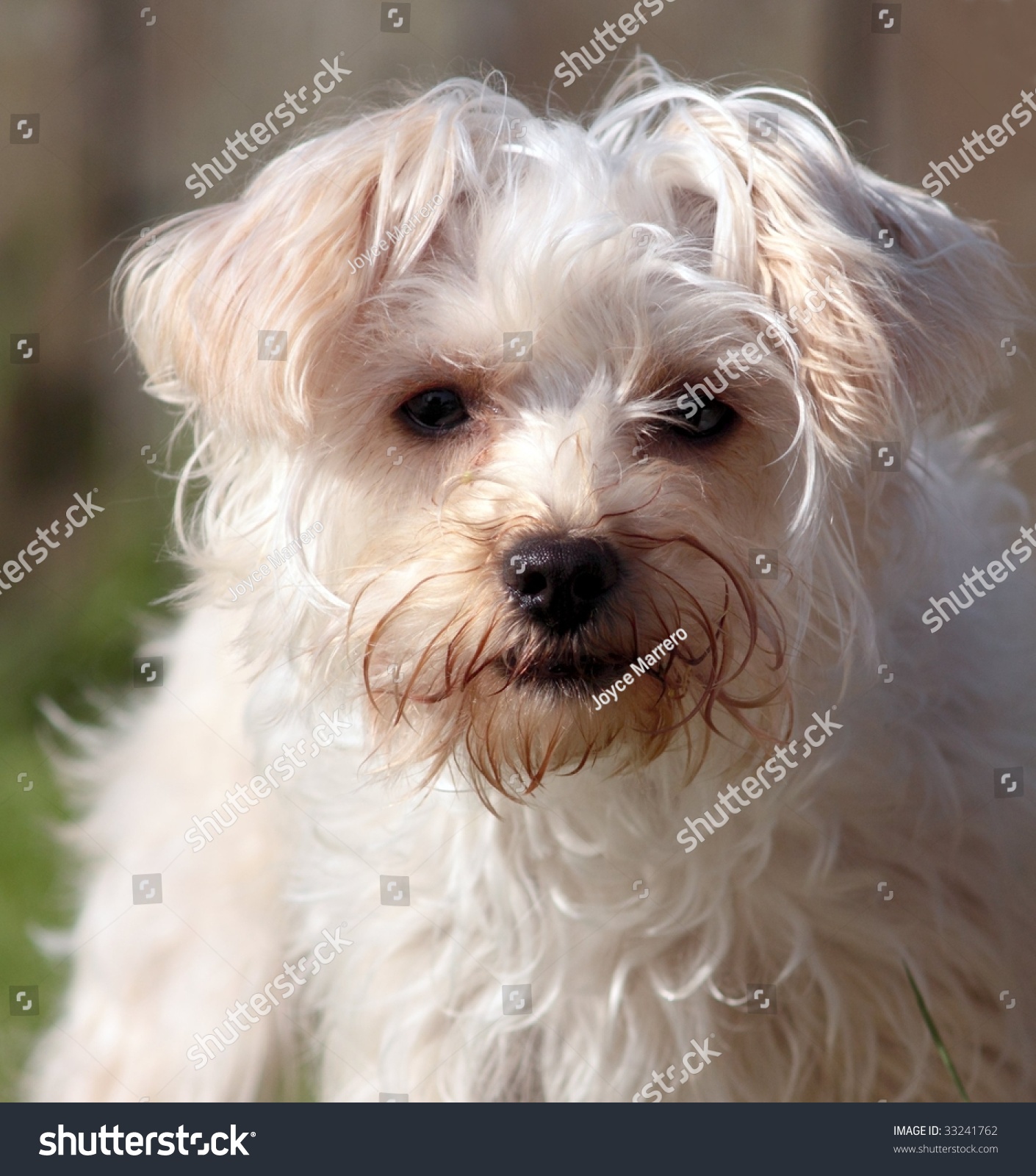 Cute White Dog Messy Hair Staring Stock Photo 33241762 Shutterstock