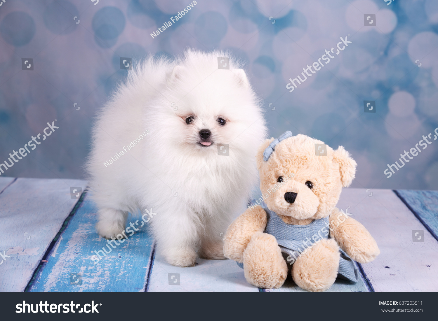 Droll Pomeranian Puppies White Fluffy l2sanpiero