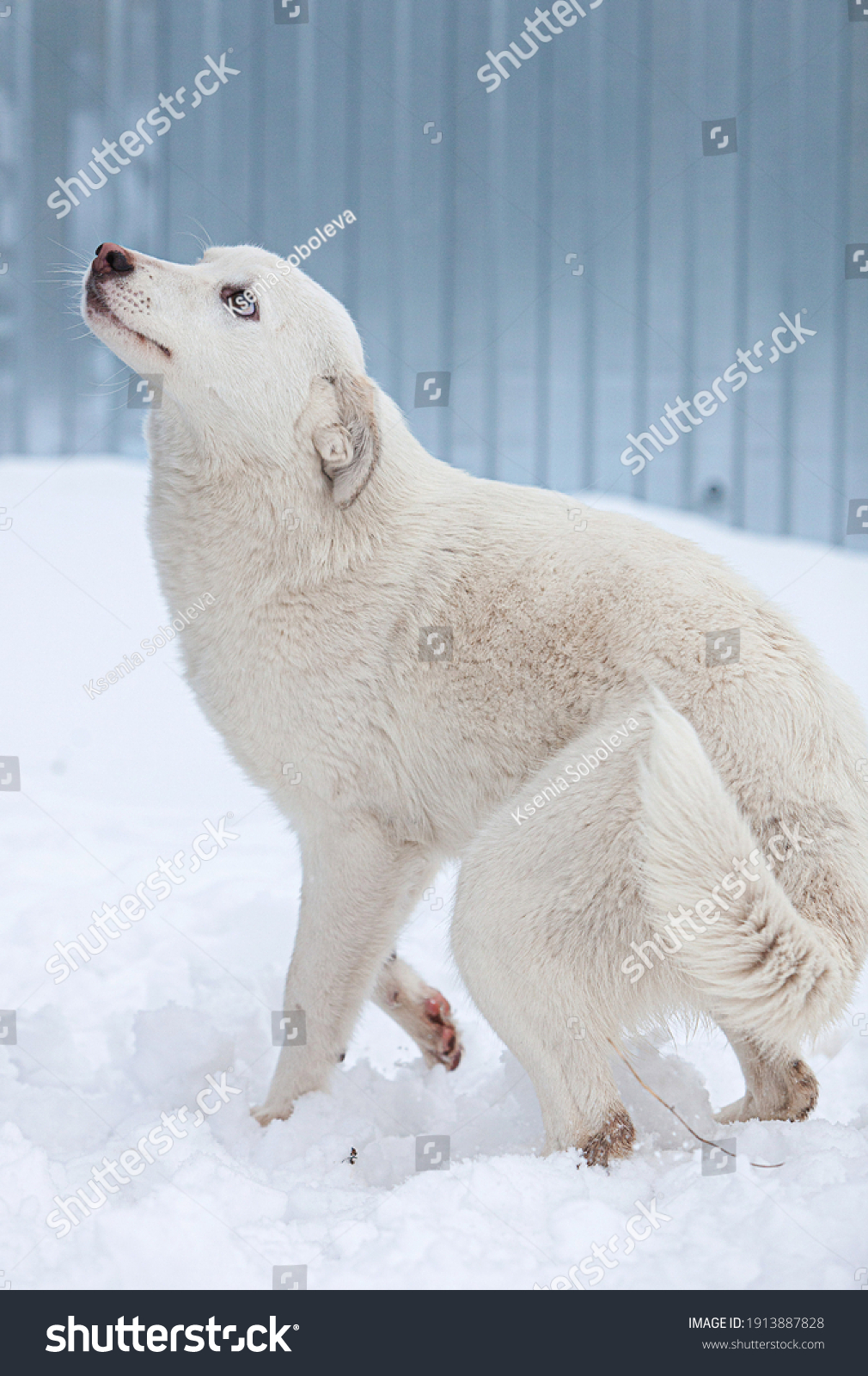 Cute White Foster Dog Pink Nose Stock Photo 1913887828 | Shutterstock