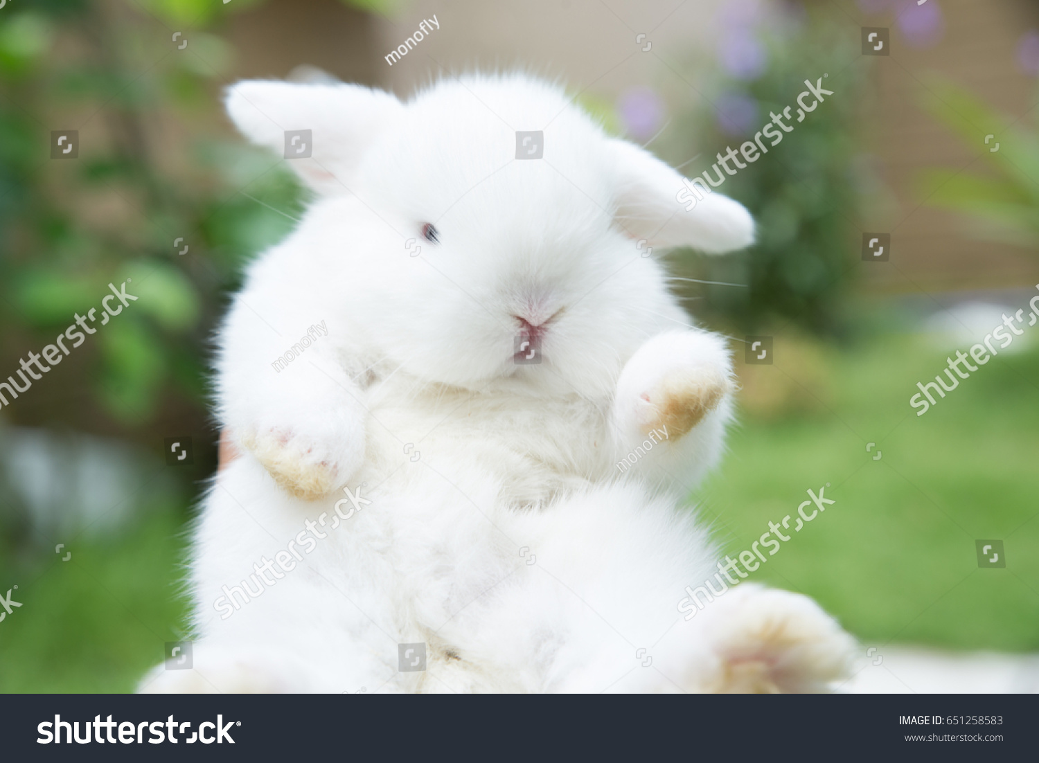 white holland lop with blue eyes