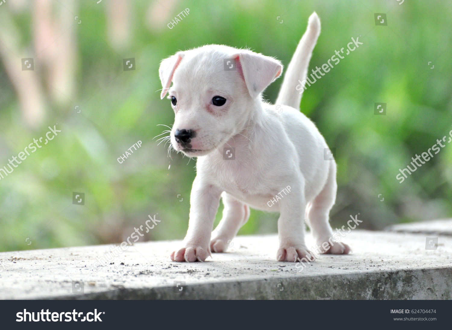 pure white jack russell