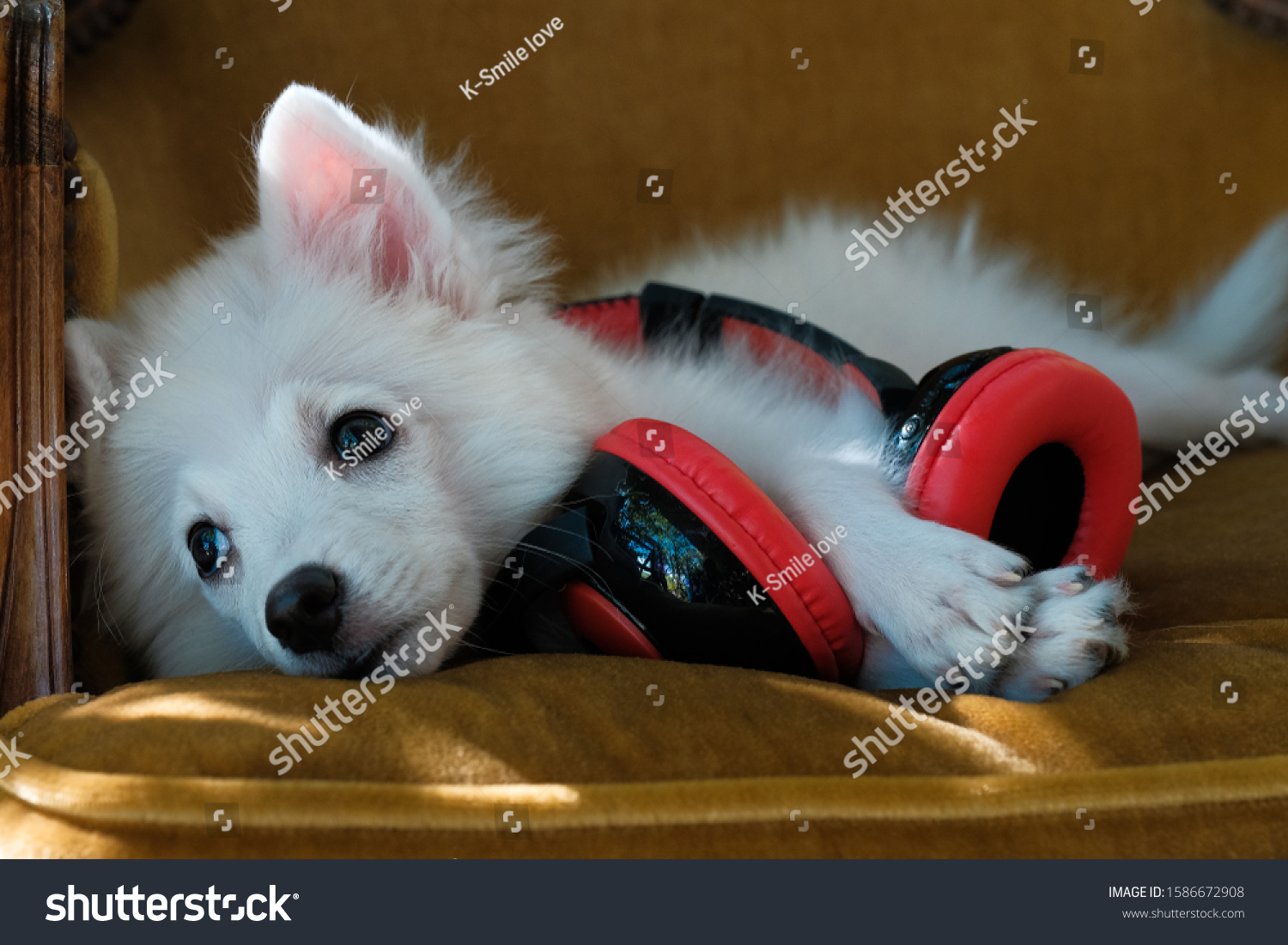 Cute White Japanese Spitz Dog Red Stock Photo Edit Now