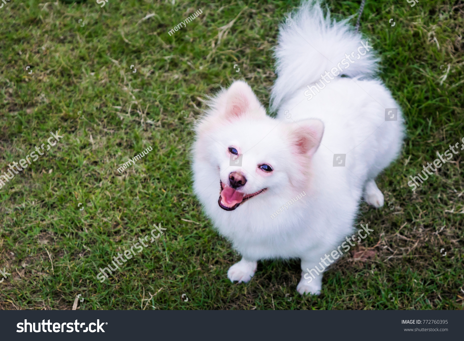 Cute White Pomeranian Dog Happy Smiling Stock Photo Edit Now 772760395