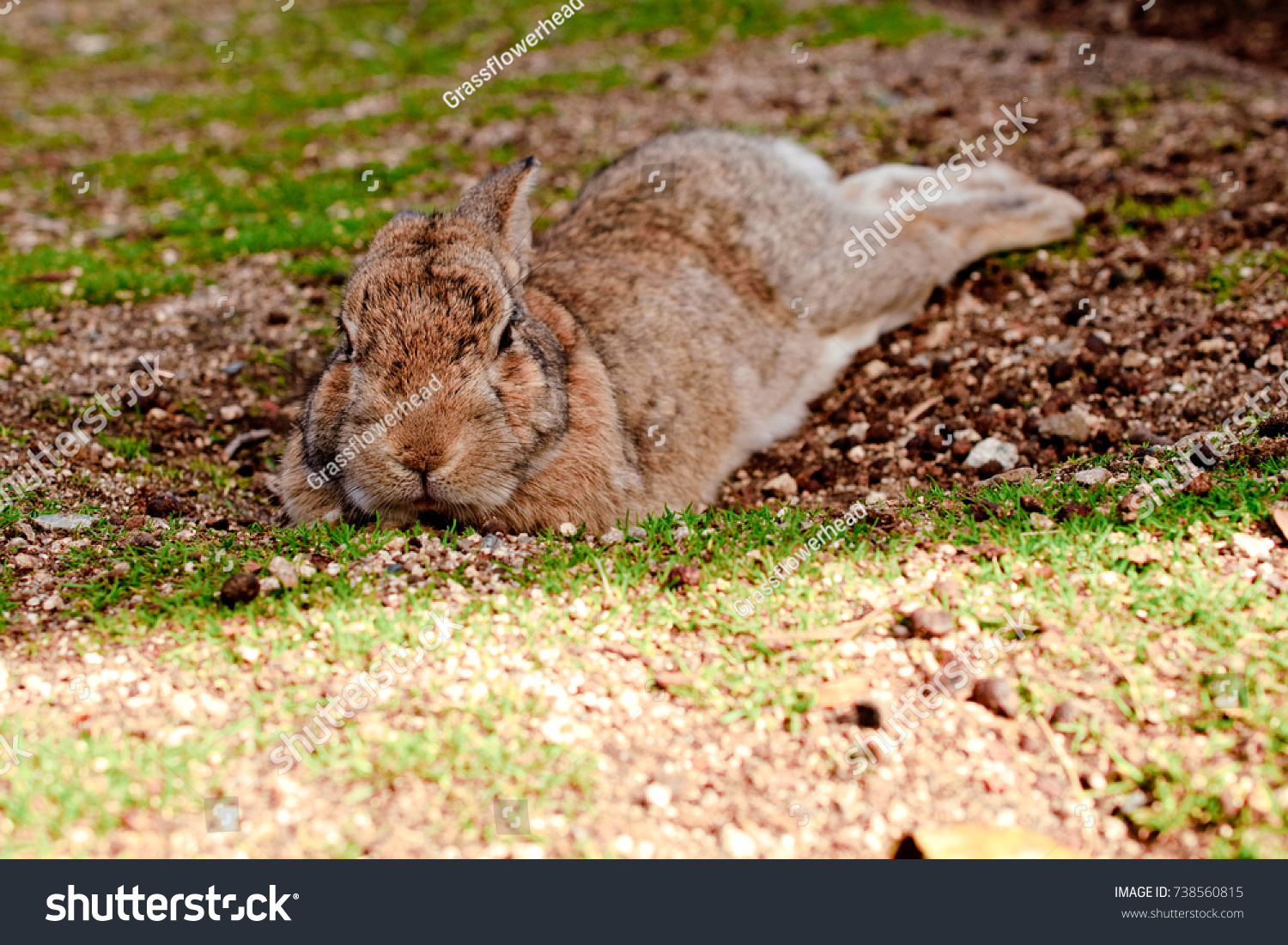 Cute Wild Bunny Rabbits In Japans Rabbit Island Okunoshima Cute Wild Bunny Rabbits In Japans Rabbit Island Okunoshima