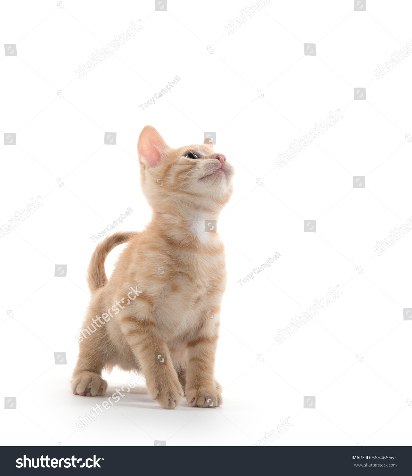 yellow tabby kitten